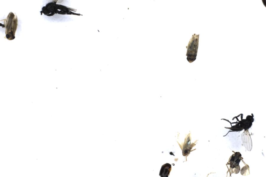 Image 20